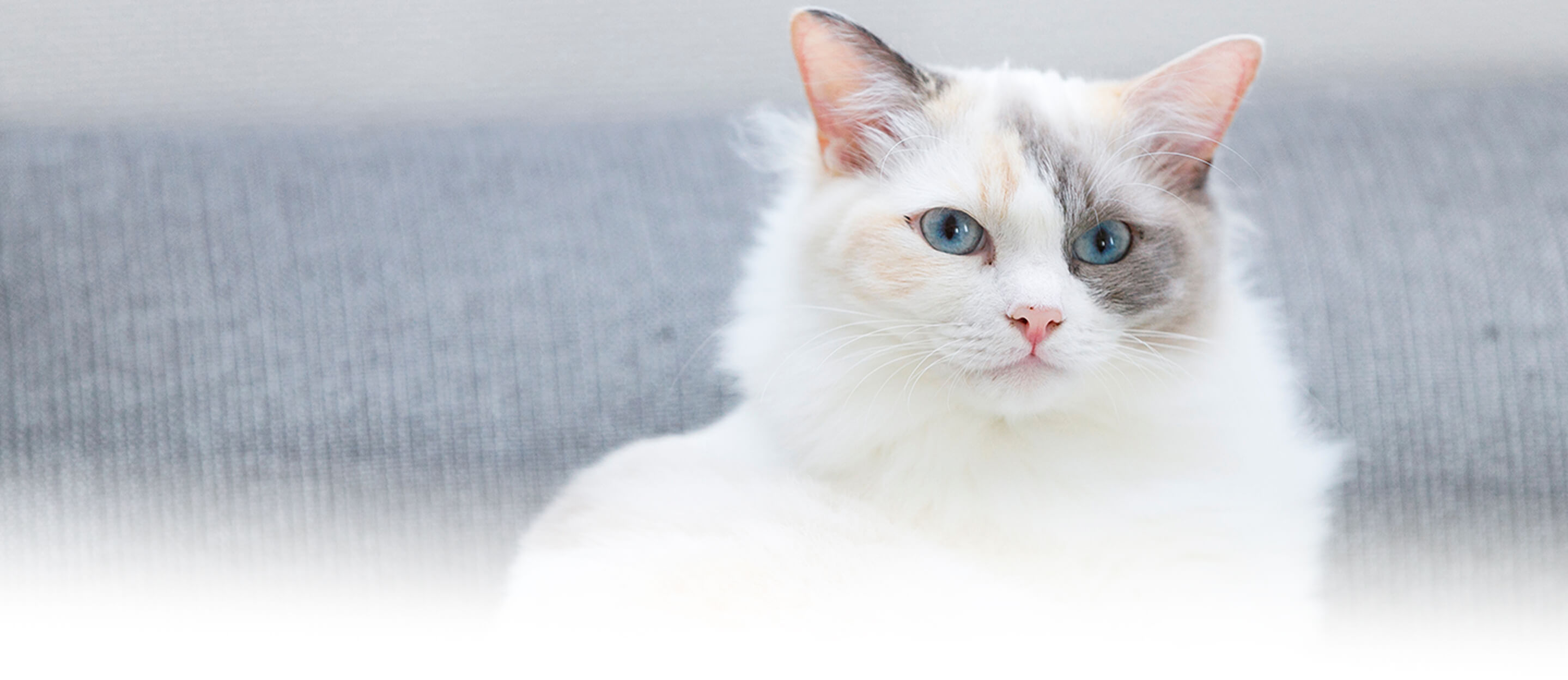 正面を向いている、顔に薄いグレーが混ざった白い猫