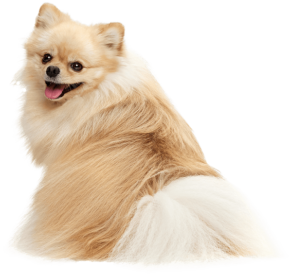 立ち座りをして振り向いているポメラニアン