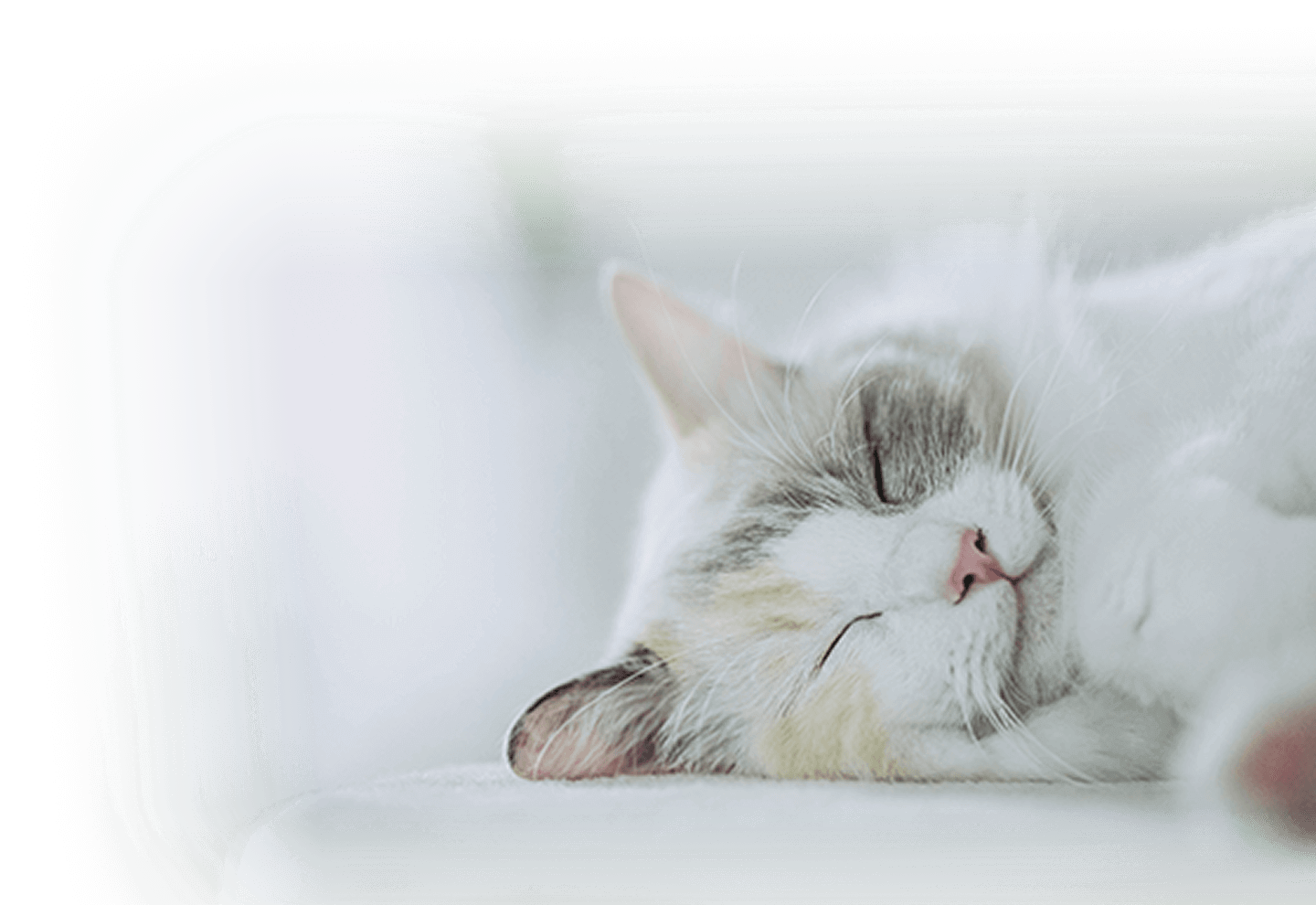 眠っている白いネコ