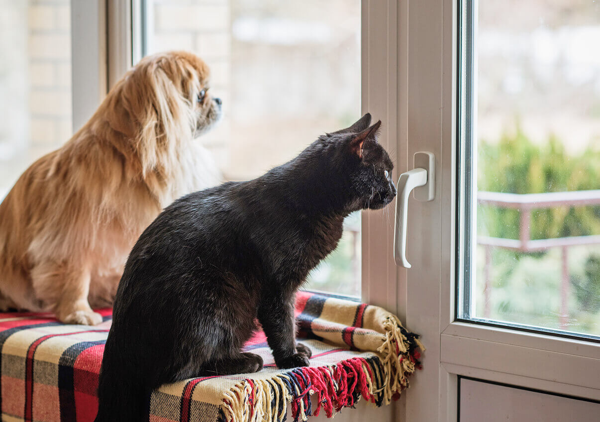 窓の外を見ているネコとイヌ