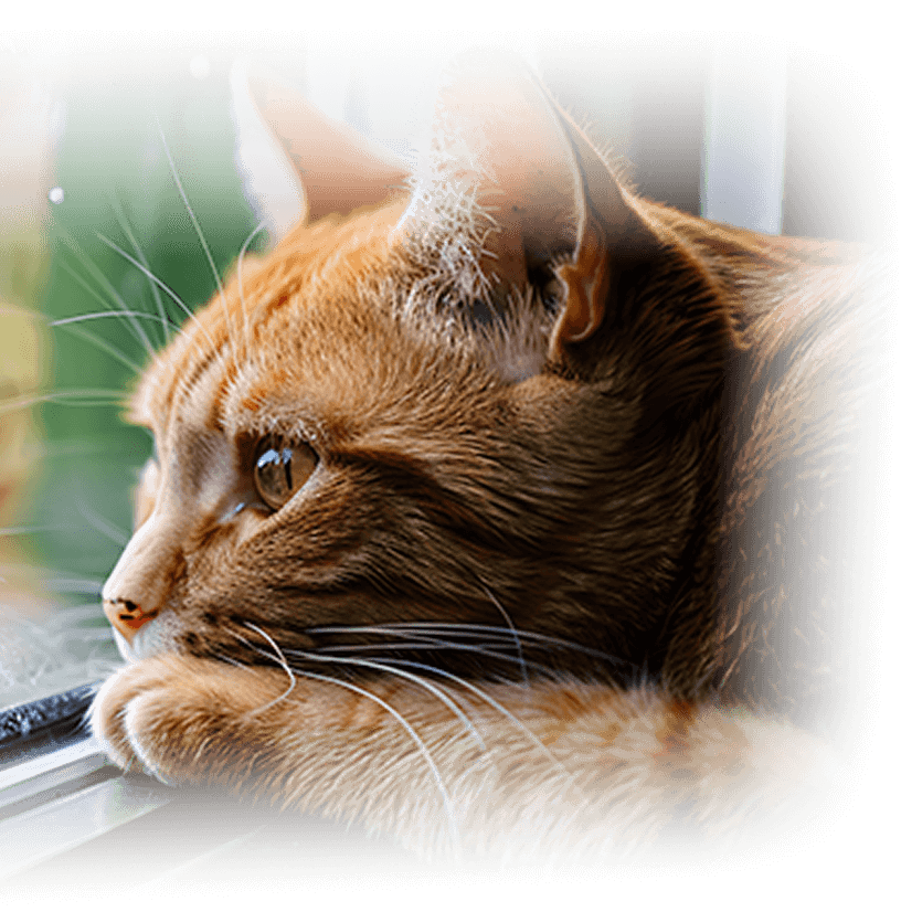 左向きにふせているネコちゃん