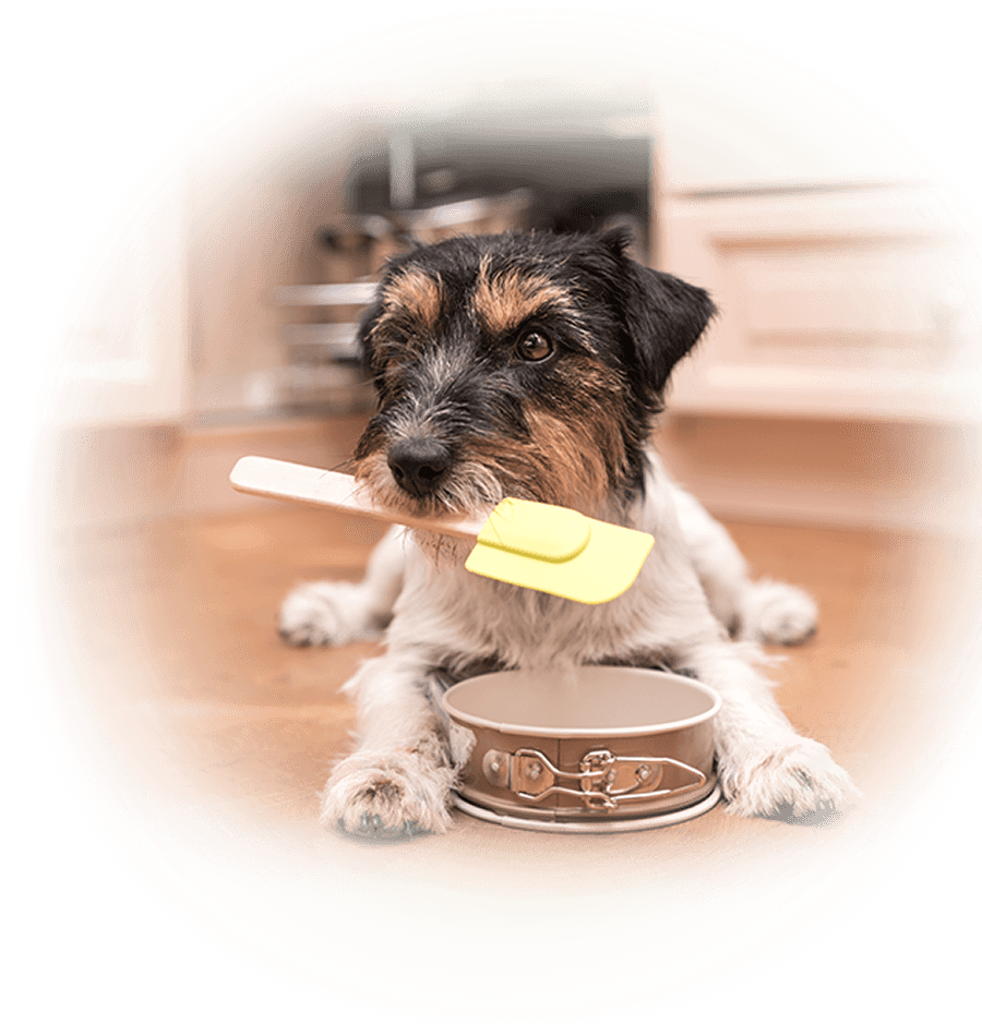 ゴムベラを加えて餌入れの前にふせているワンちゃん