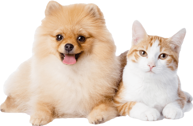 犬と猫が並んで座り、正面を向いている