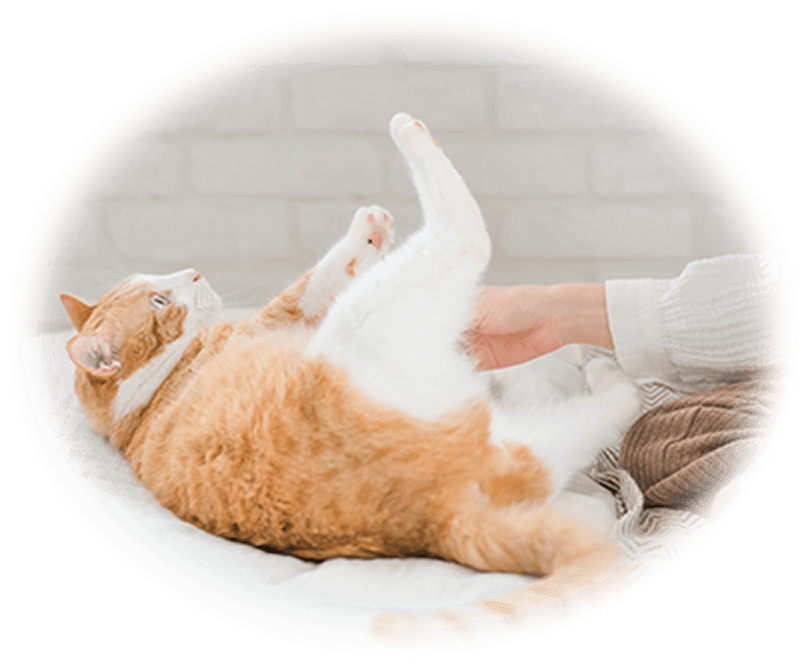 猫が仰向けになって飼い主と遊んでいる