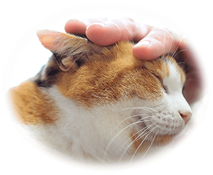 飼い主に頭をなでられている猫