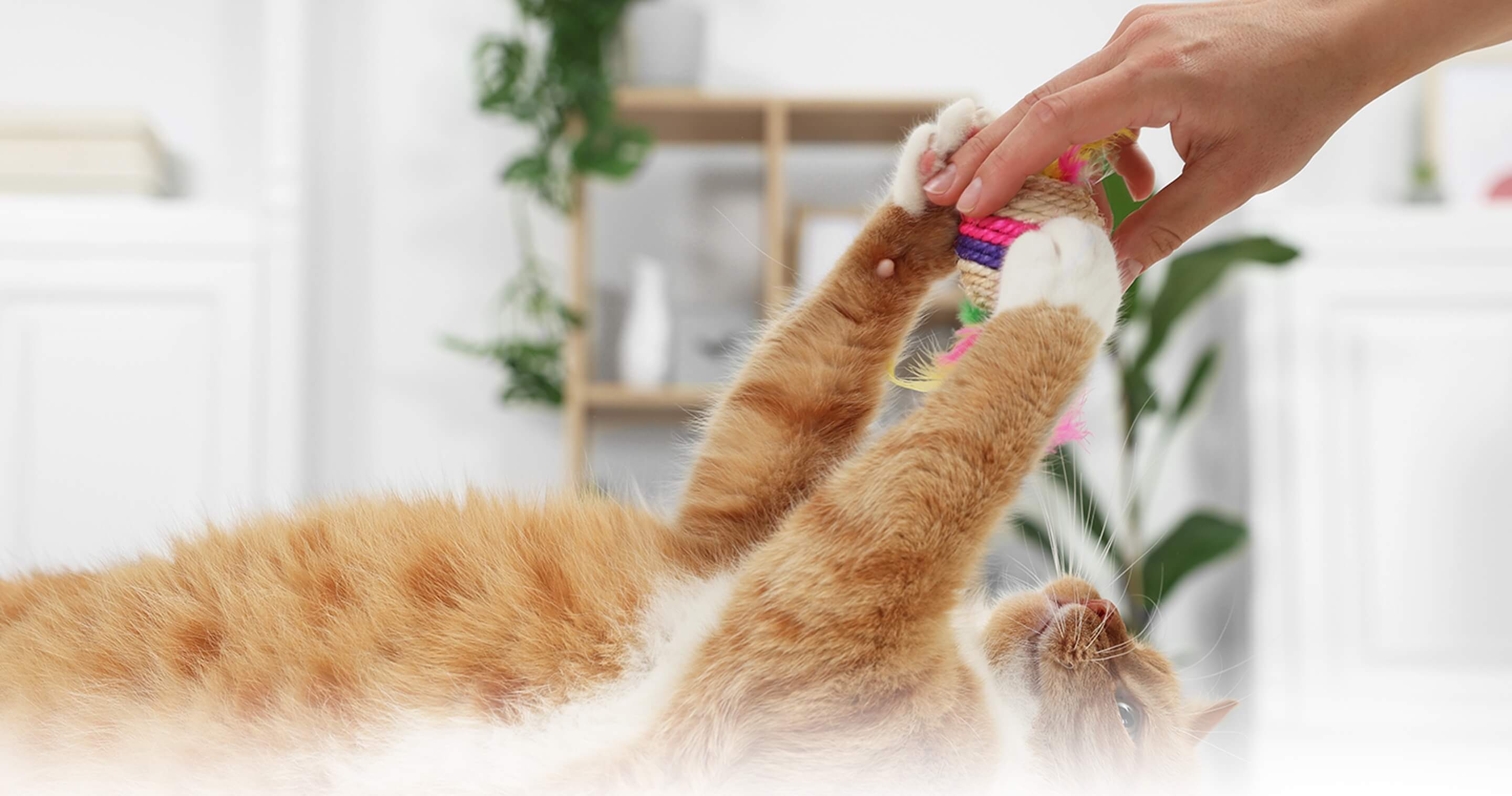 仰向けの状態で、人とおもちゃを取り合う猫