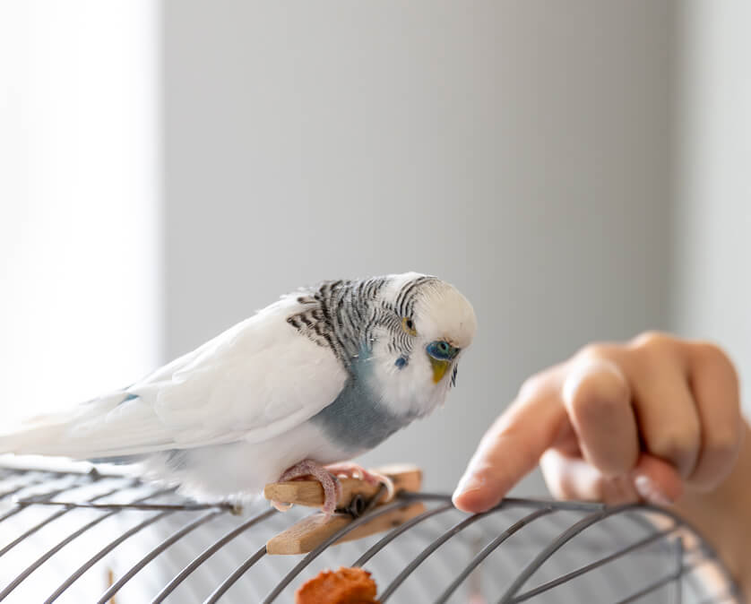 ケージの上に乗っている白いインコと飼い主の手